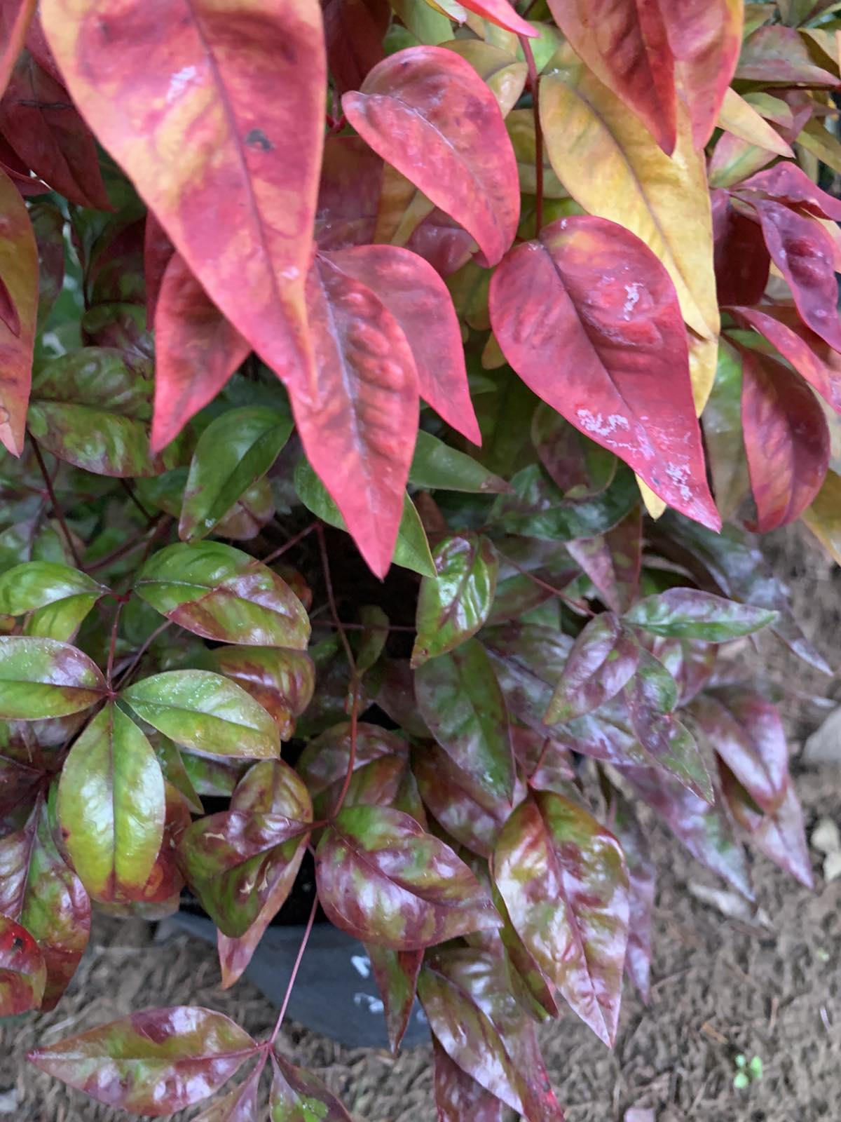 Nandina domestica 'Firepower' / Japán szentfa - Image 2