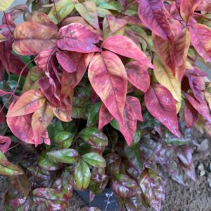 Nandina domestica 'Firepower' / Japán szentfa