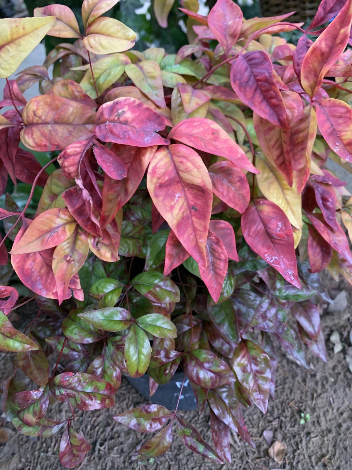 Nandina domestica 'Firepower' / Japán szentfa