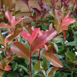 Photinia x fraserii 'Robusta Compacta' / Korallberkenye
