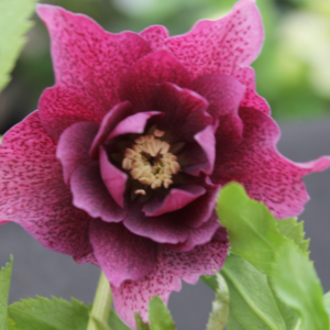 Helleborus orientalis 'Double Ellen Flash' / keleti hunyor