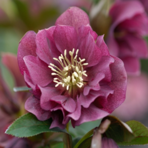 Helleborus orientalis 'Double Ellen Red' / keleti hunyor