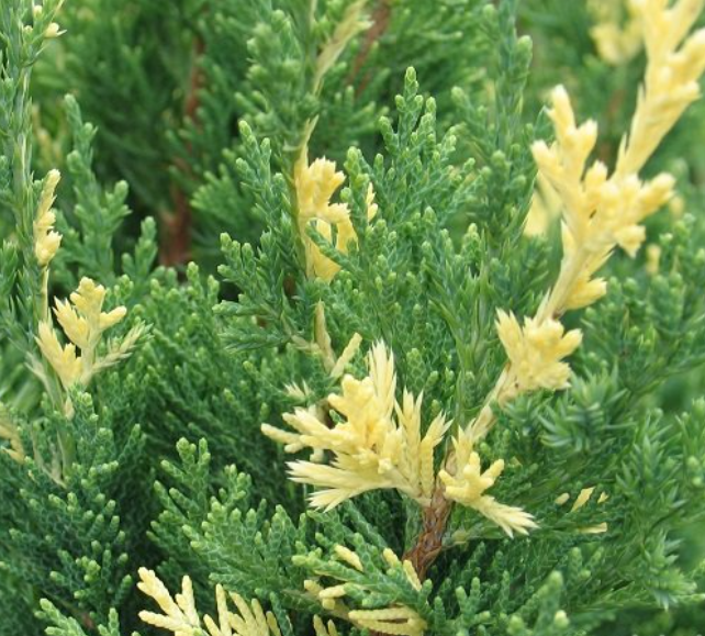 Juniperus chinensis 'Stricta Variegata' / Kínai tarka boróka