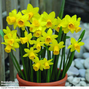 Narcissus 'Tete-a-Tete' / nárcisz