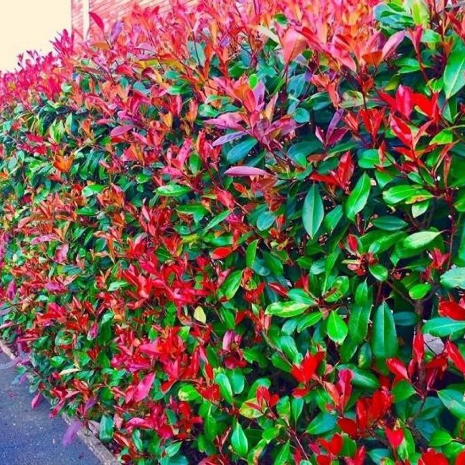 Photinia x fraserii 'Red Robin' / Vörös korallberkenye - Image 4