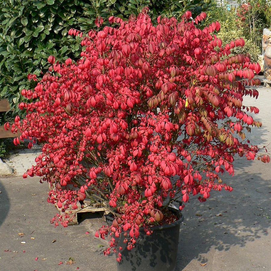Euonymus alatus 'Compactus' / törpe szárnyas kecskerágó - Image 4