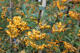 Pyracantha coccinea 'Golden Charmer' / Tűztövis