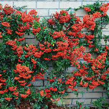 Pyracantha coccinea 'Mohave' / Tűztövis - Image 2