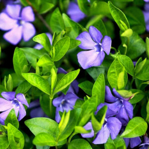 Vinca minor / Kis meténg