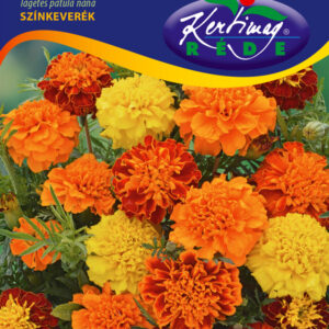 Kisvirágú bársonyvirág