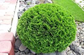 Thuja occidentalis 'Danica' / Törpe gömbtuja - Image 3