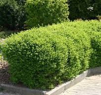 Lonicera nitida 'Maigrün' / Terülő mirtusszlonc - Image 3