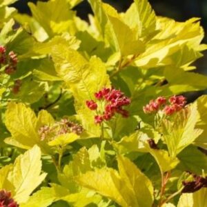 Physocarpus opulifolius ’Angel Gold’ / Aranysárga hólyagvessző