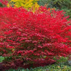 Euonymus alatus 'Compactus' / törpe szárnyas kecskerágó - Image 2