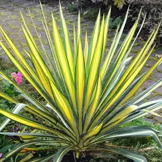 Yucca filamentosa 'Variegata' / Csíkoslevelű pálmaliliom