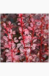 Berberis thunbergii 'Red Rocket' / Vérborbolya
