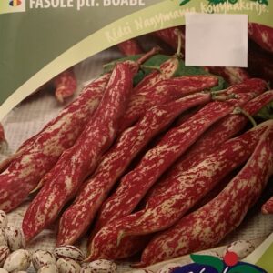 Szárazbab