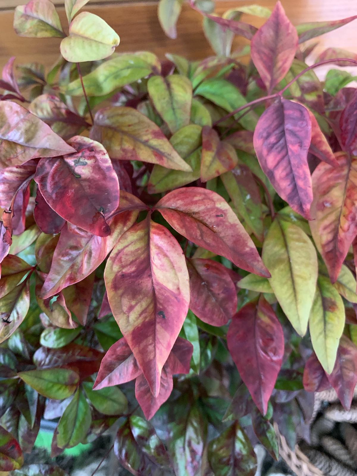 Nandina domestica 'Firepower' / Japán szentfa - Image 5