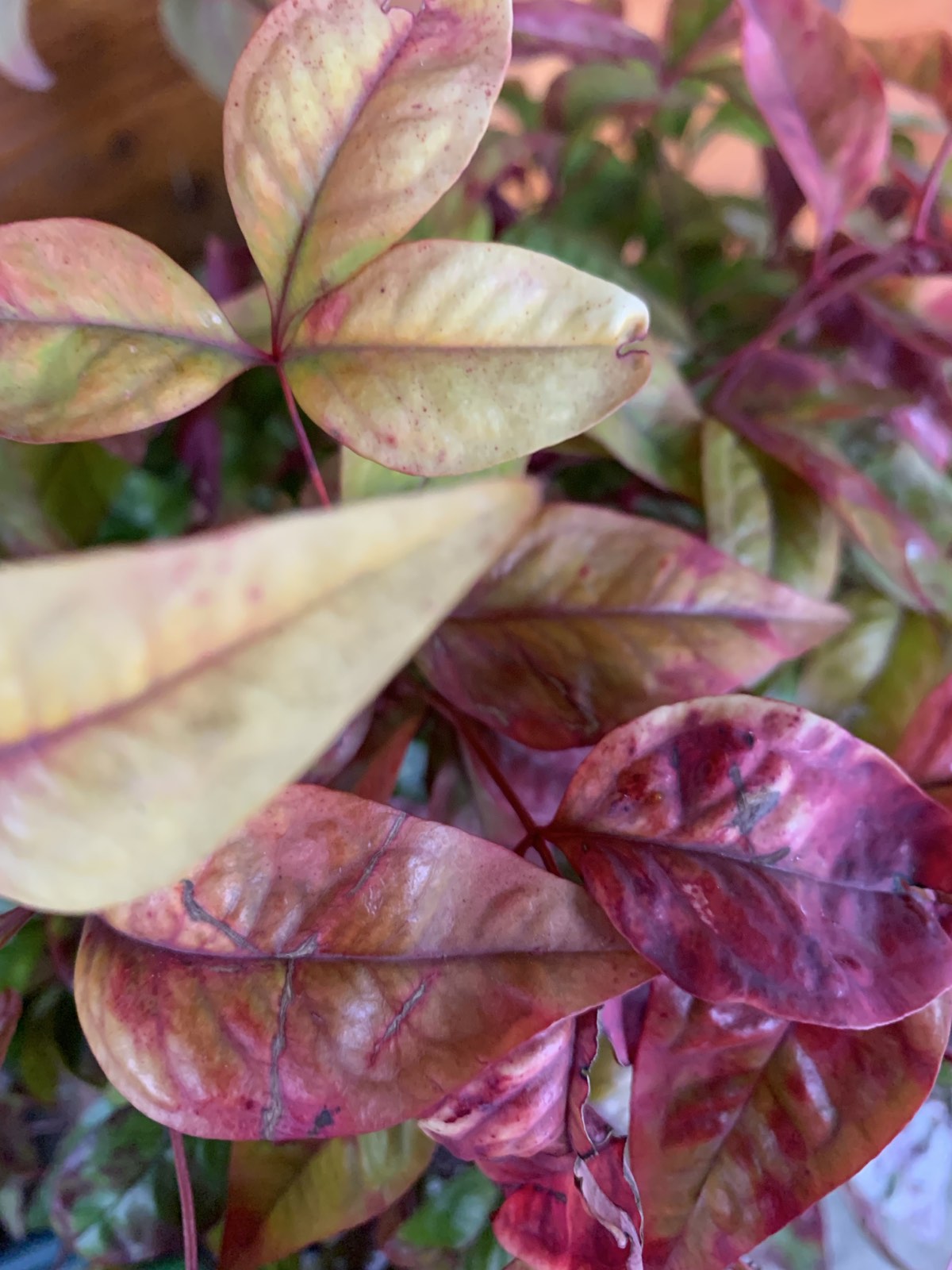 Nandina domestica 'Firepower' / Japán szentfa - Image 4