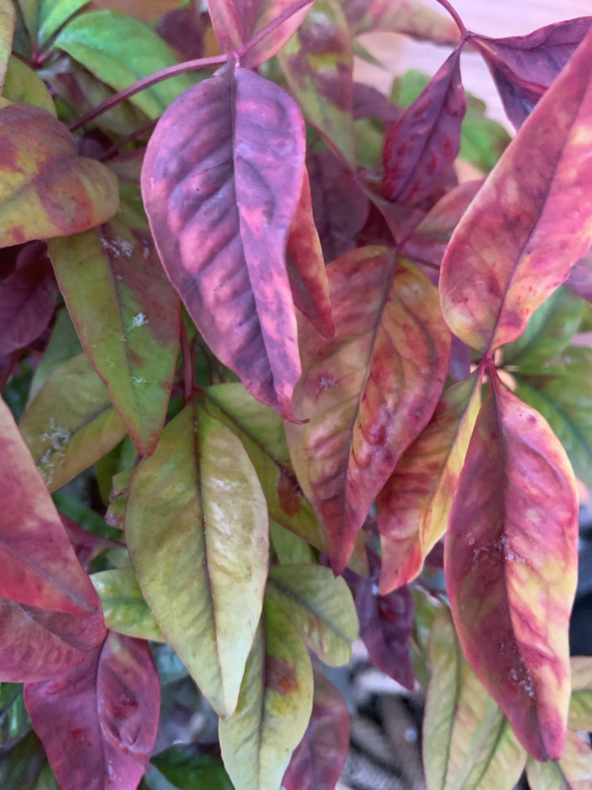 Nandina domestica 'Firepower' / Japán szentfa - Image 3