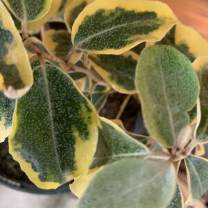 Elaegnus ebbingei ’Gilt Edge’ / Tarkalevelű ezüstfa