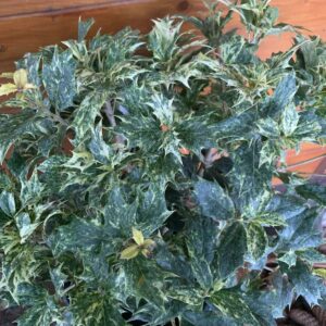 Osmanthus heterophyllus 'Goshiki' /  Tarkalevelű illatcserje