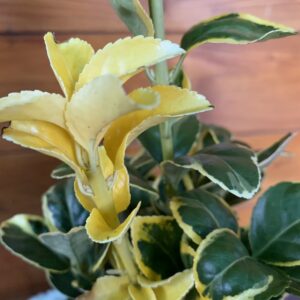 Euonymus japonicus 'Aureomarginatus' / Japán kecskerágó