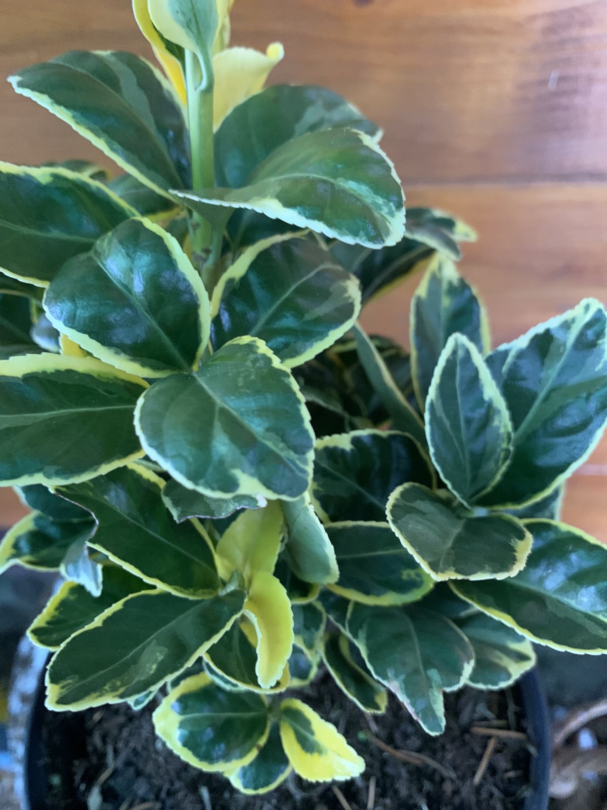 Euonymus japonicus 'Ovatus Aureus' / Aranytarka japán kecskerágó - Image 4