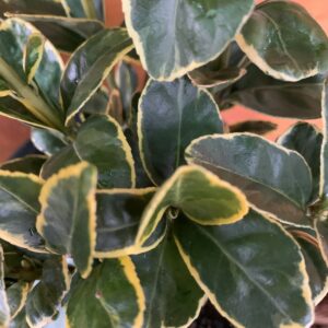 Euonymus japonicus 'Ovatus Aureus' / Aranytarka japán kecskerágó