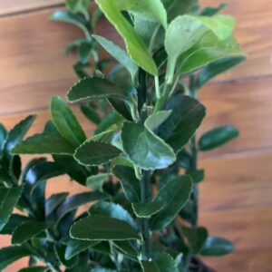 Euonymus japonicus  / Japán kecskerágó