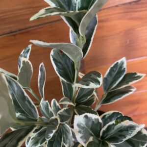 Euonymus japonicus 'Bravo' / Fehértarka japán kecskerágó