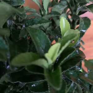 Euonymus japonicus 'Benkomasaki'/ Japán kecskerágó