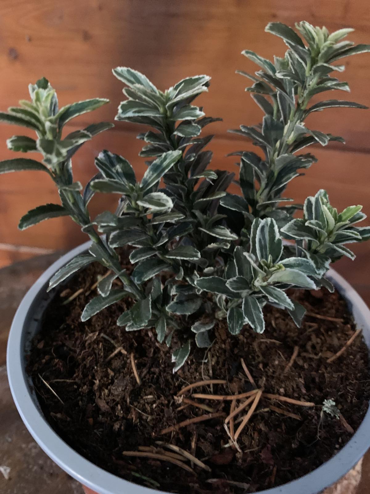 Euonymus japonicus 'Microphyllus Albovariegata' / Aprólevelű japán kecskerágó - Image 2