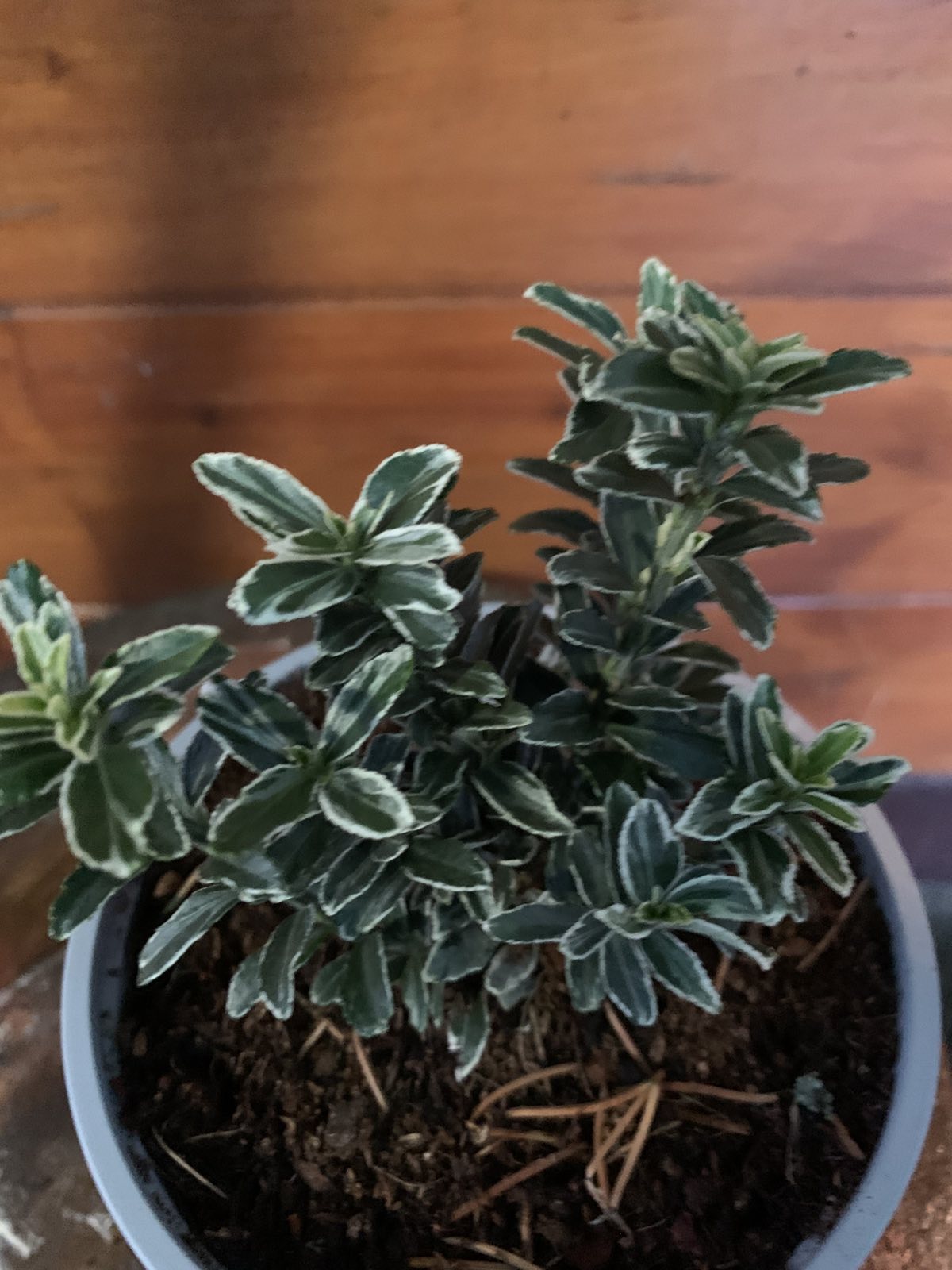 Euonymus japonicus 'Microphyllus Albovariegata' / Aprólevelű japán kecskerágó
