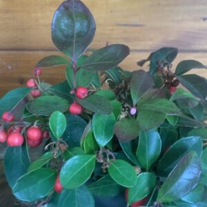 Gaultheria procumbens / Kúszó fajdbogyó