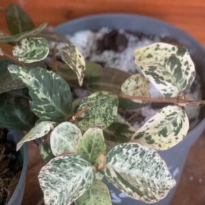 Trachelospermum asiaticum 'Tricolor' / Csillagjázmin