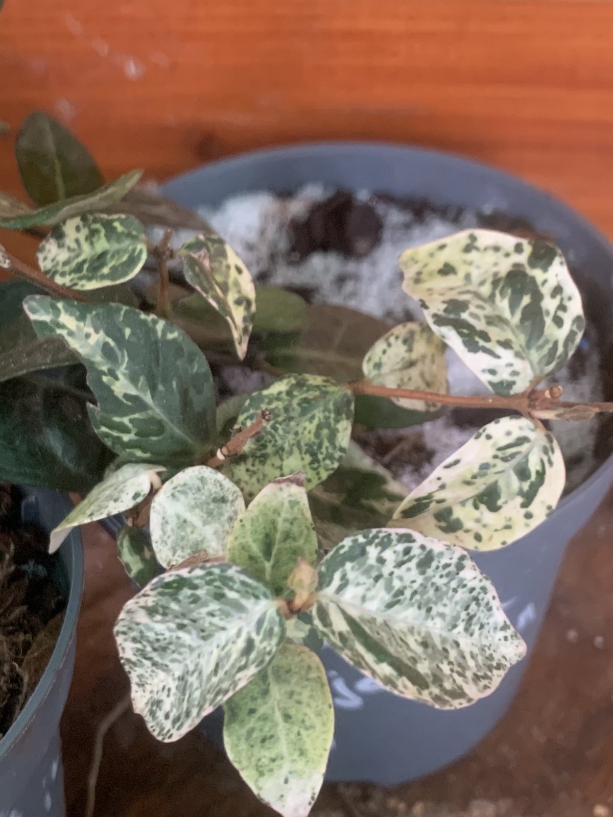 Trachelospermum asiaticum 'Tricolor' / Csillagjázmin