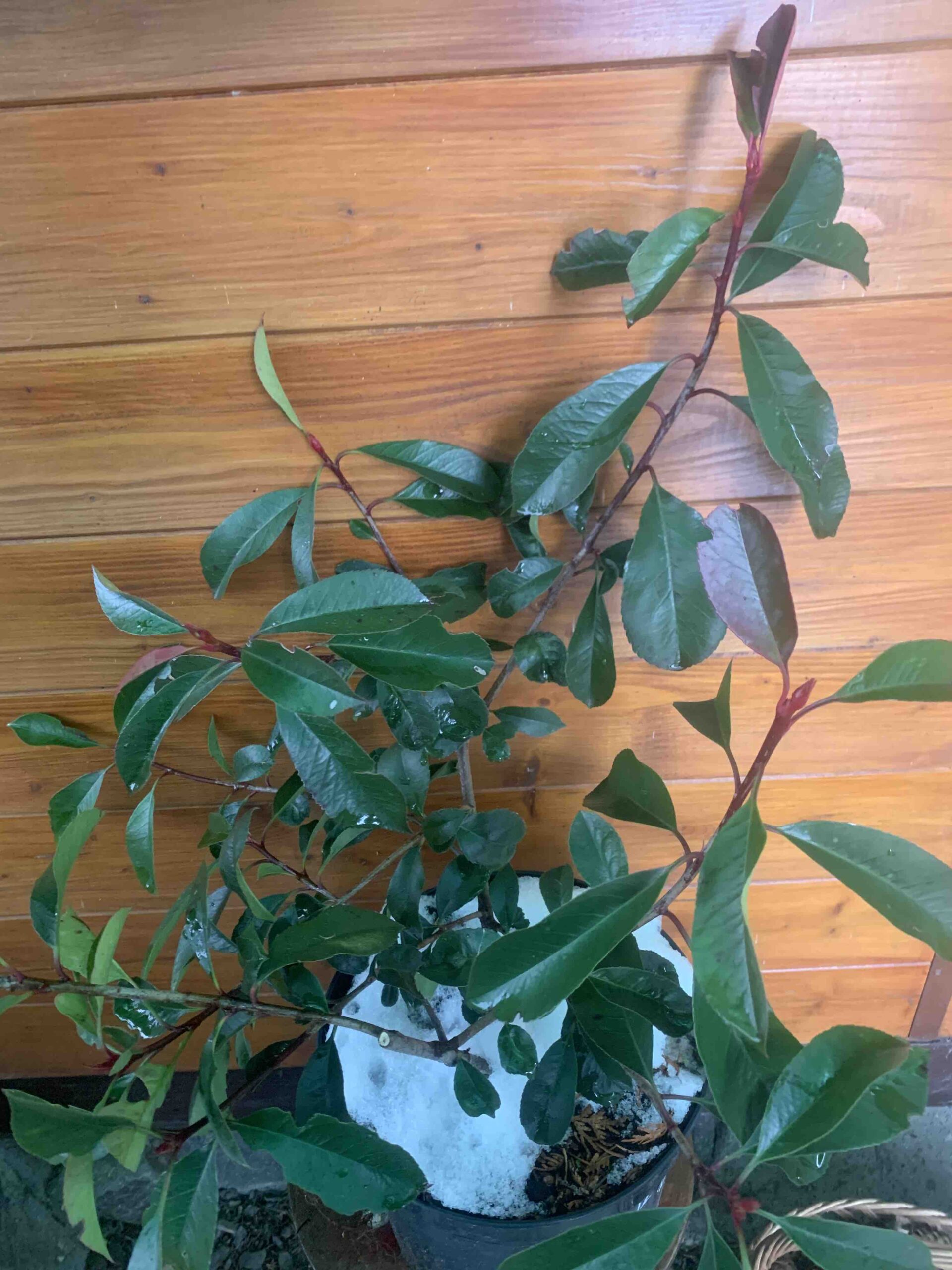 Photinia x fraserii 'Red Robin' / Vörös korallberkenye - Image 5