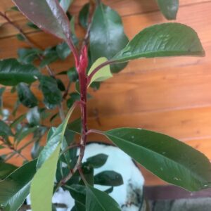 Photinia x fraserii  'Red Robin' / Vörös korallberkenye