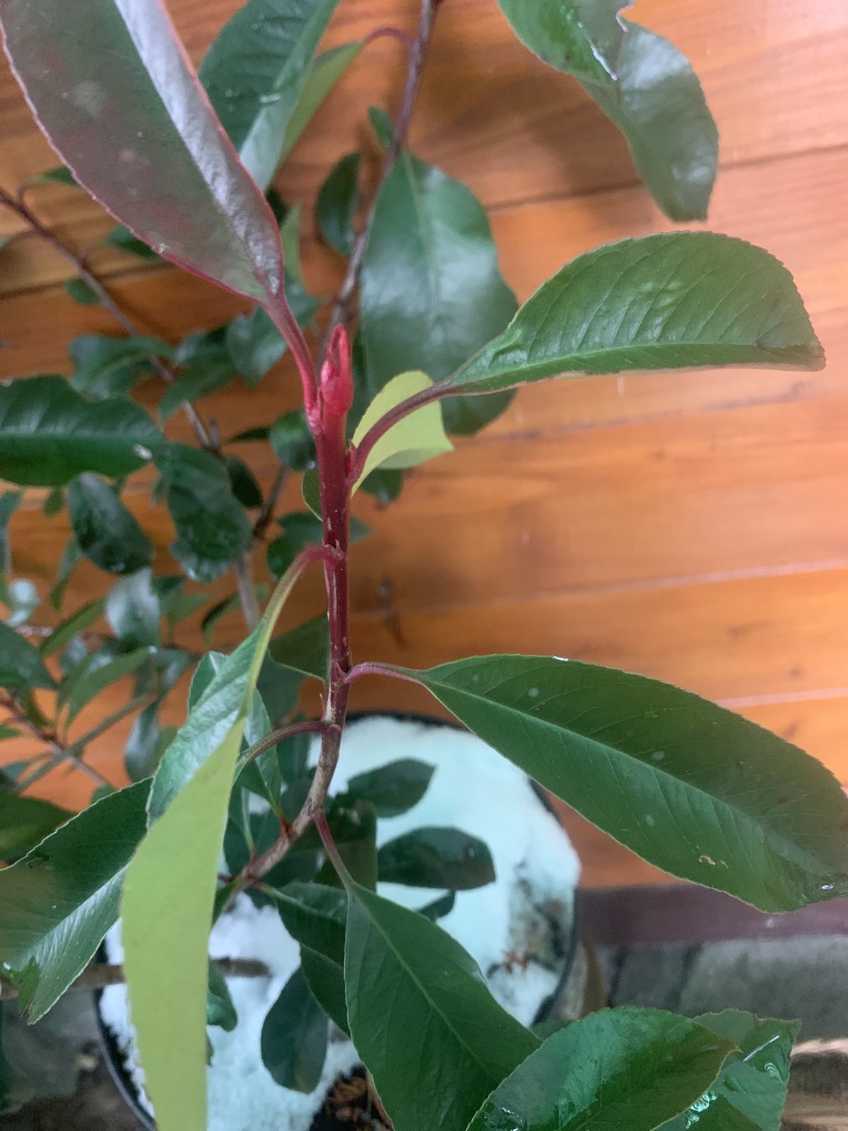 Photinia x fraserii 'Red Robin' / Vörös korallberkenye