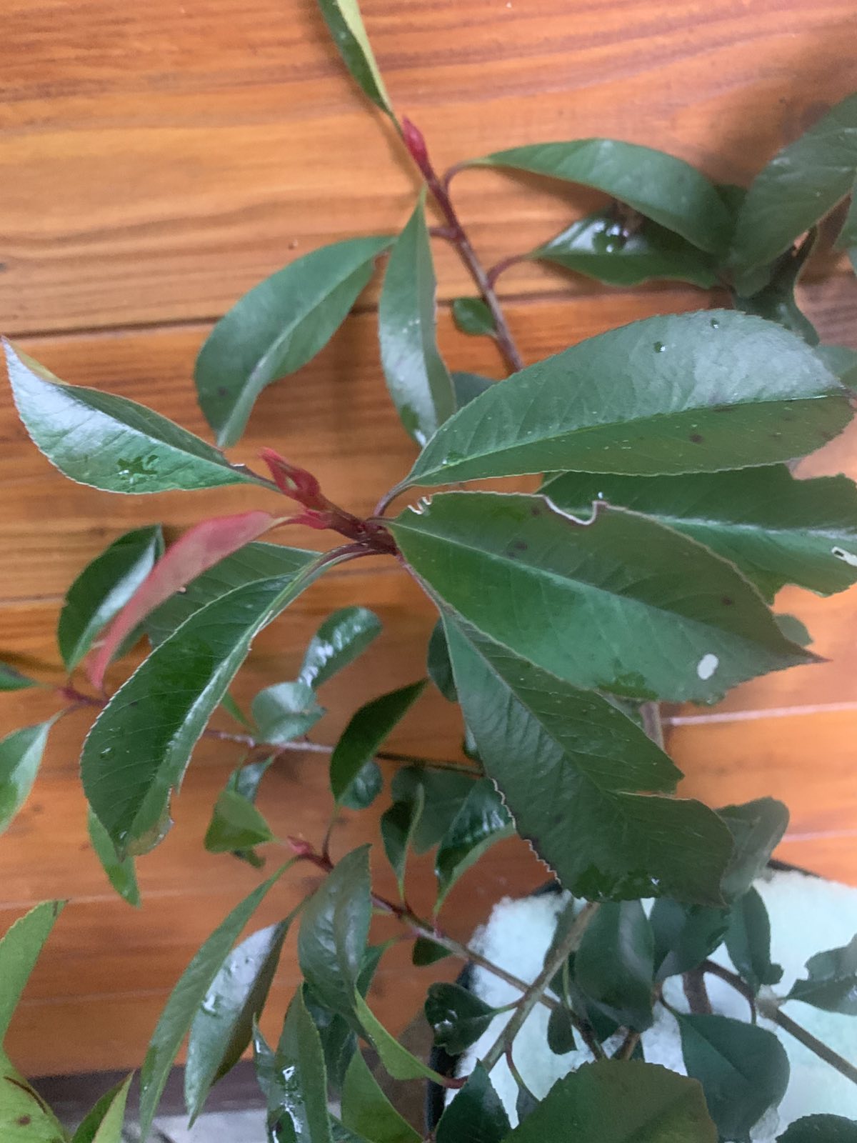 Photinia x fraserii 'Red Robin' / Vörös korallberkenye - Image 3