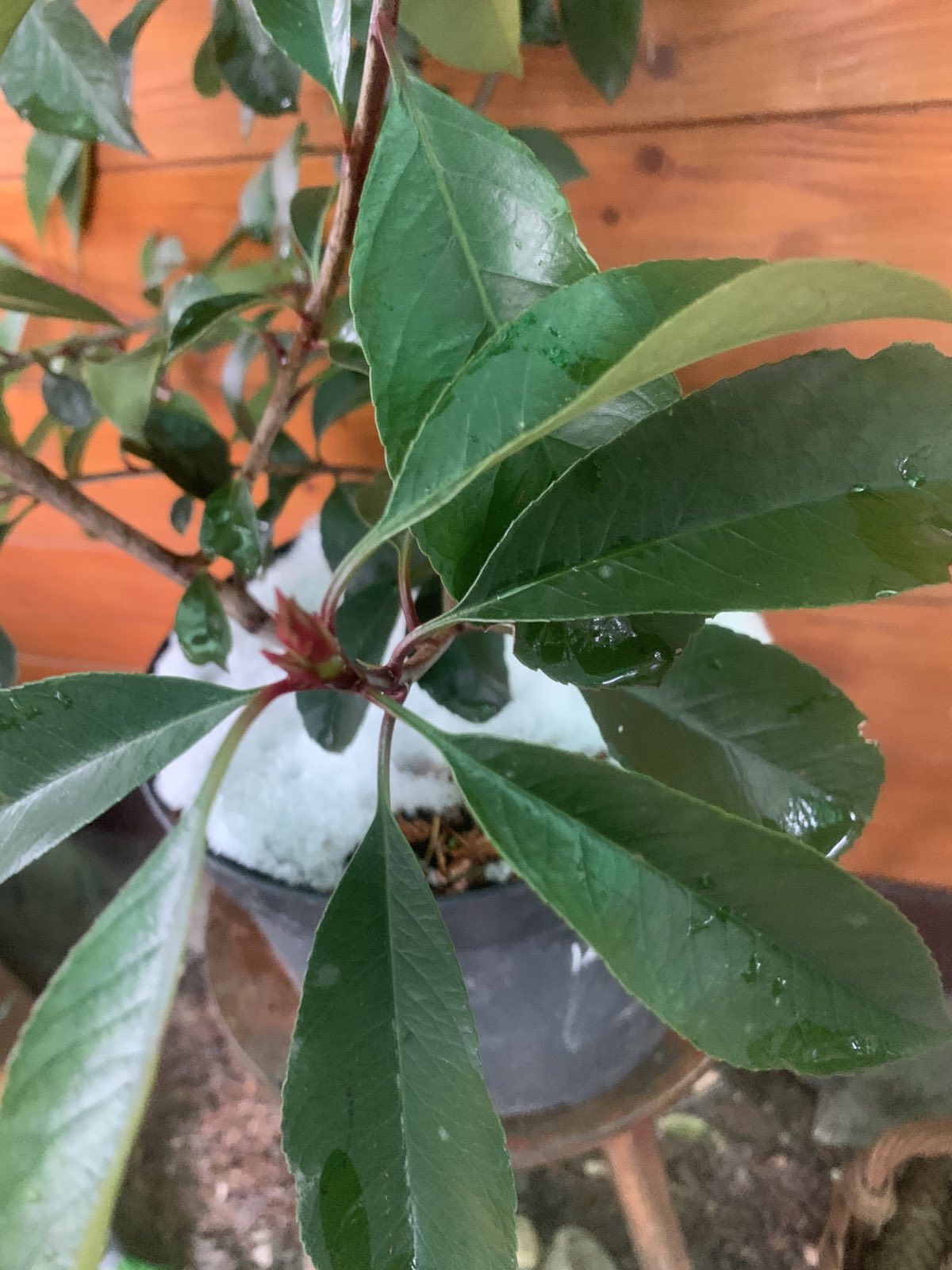 Photinia x fraserii 'Red Robin' / Vörös korallberkenye - Image 2