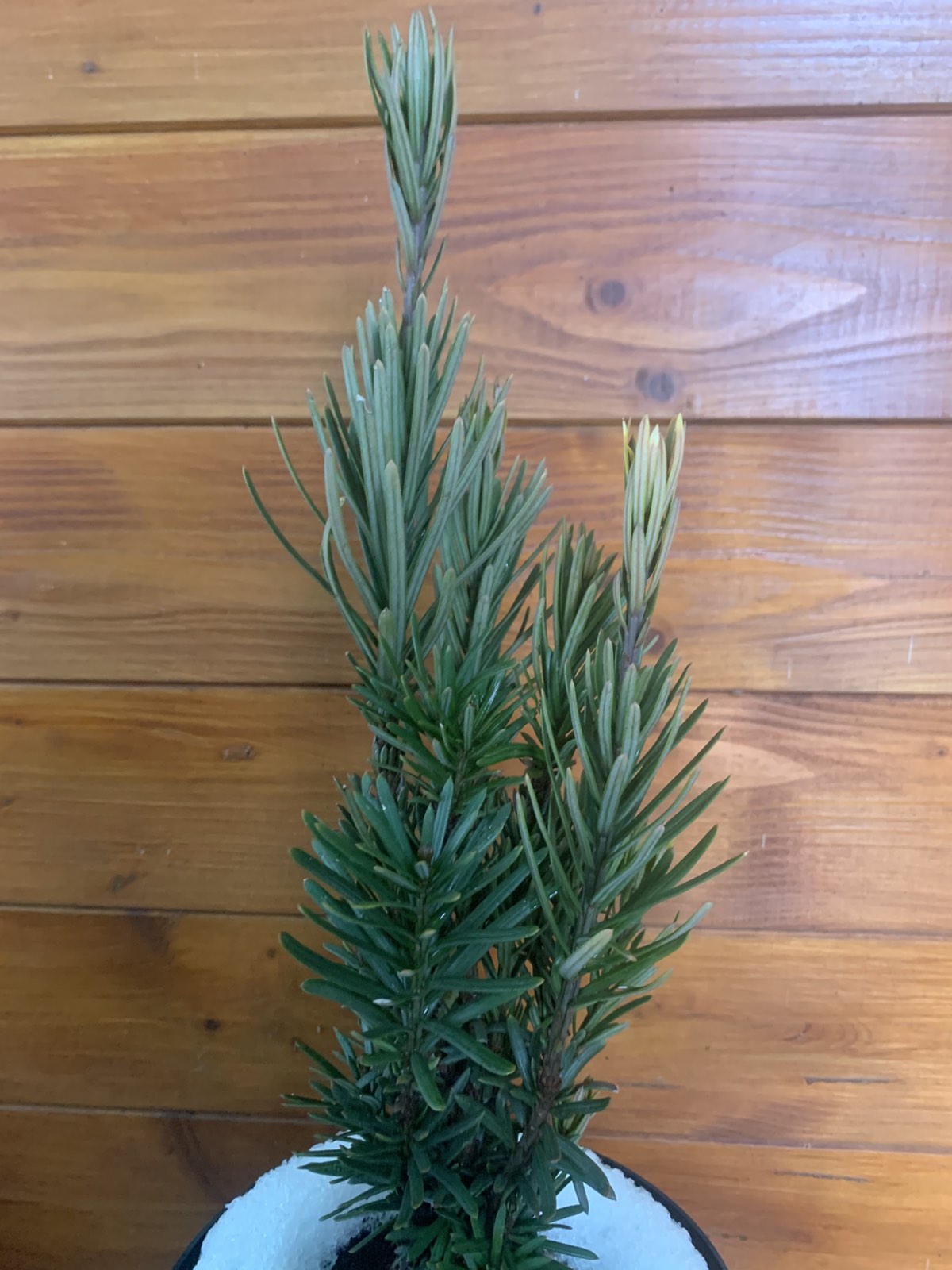Cephalotaxus harringtonia 'Fastigiata' / Oszlopos áltiszafa - Image 4