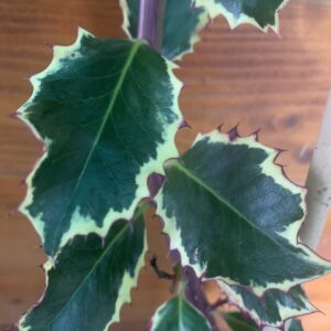 Ilex aquifolium 'Argenteomarginata' / Tarkalevelű magyal