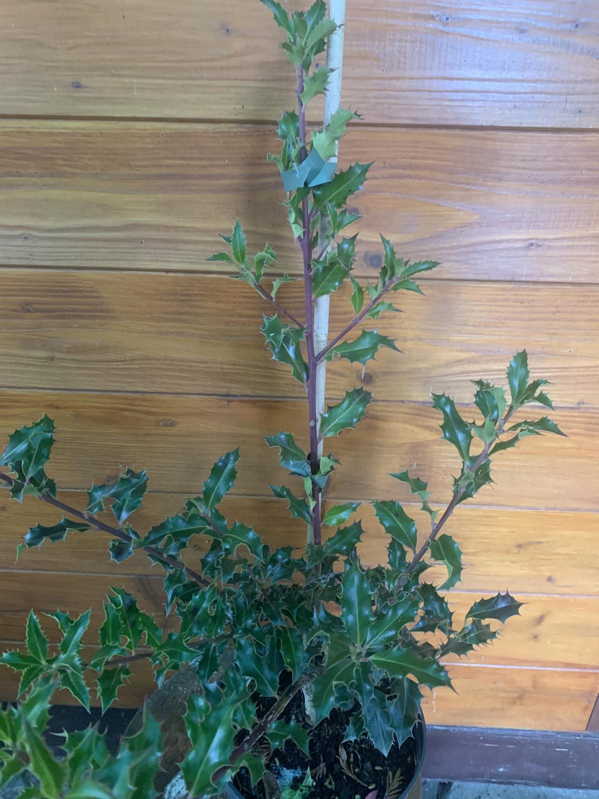 Ilex aquifolium 'Alaska' / Magyal - Image 4