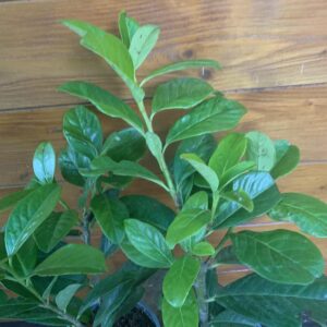 Prunus laurocerasus 'Novita' / Babérmeggy