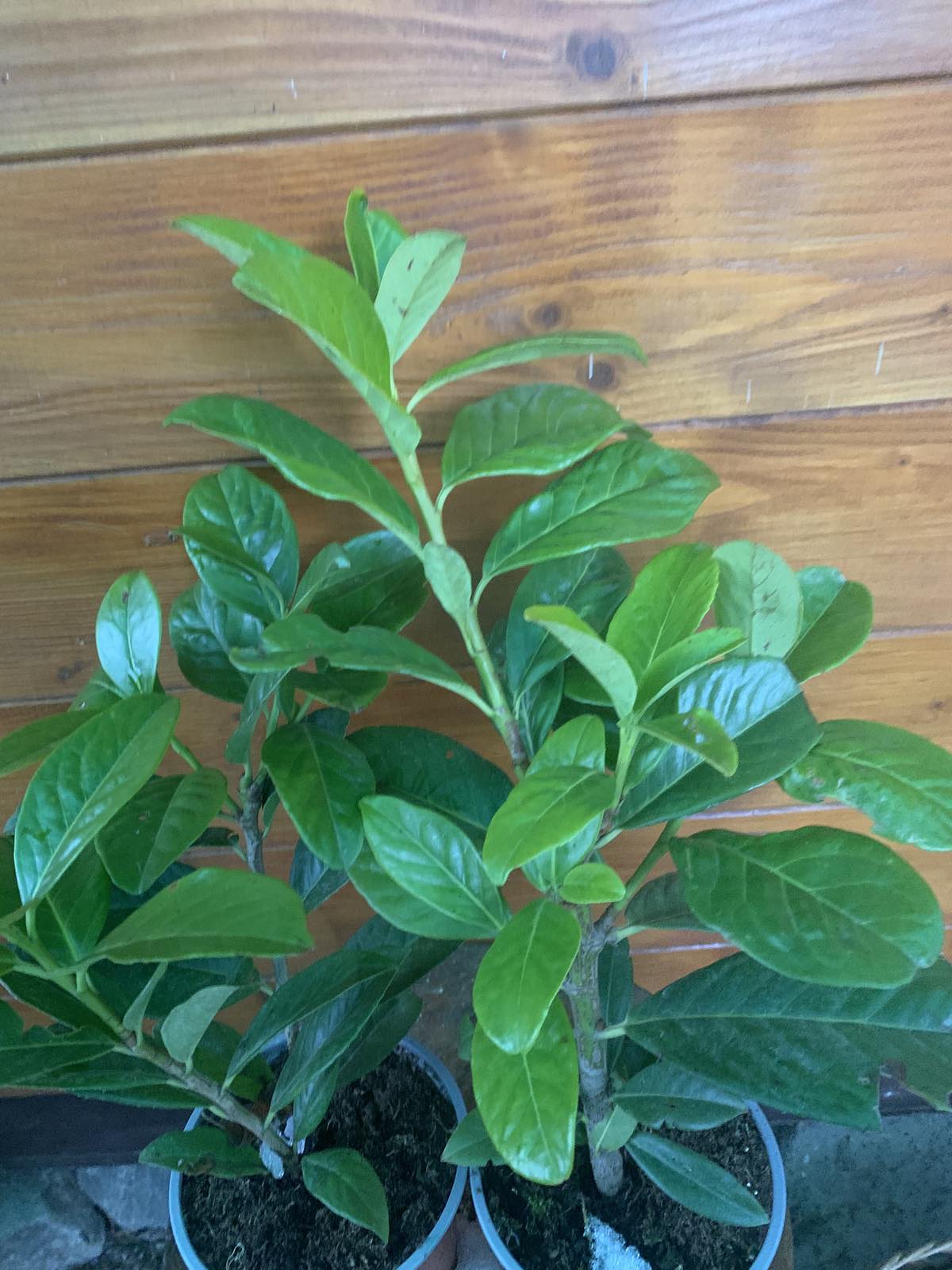 Prunus laurocerasus 'Novita' / Babérmeggy