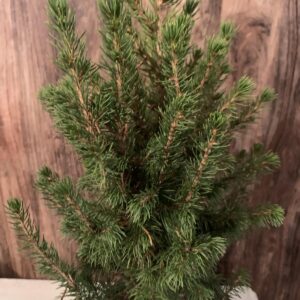 Picea Glauca 'Conica' / Cukorsüvegfenyő