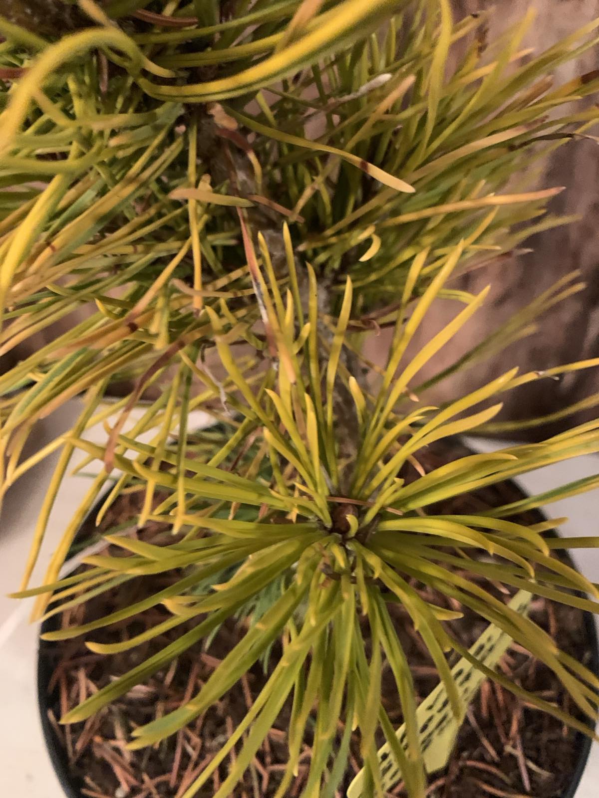 Pinus mugo 'Golden glow' / Havasi törpefenyő - Image 2