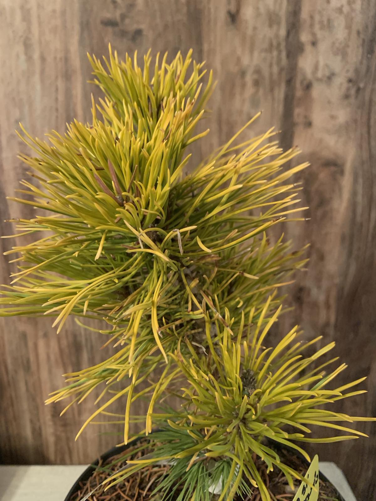 Pinus mugo 'Golden glow' / Havasi törpefenyő